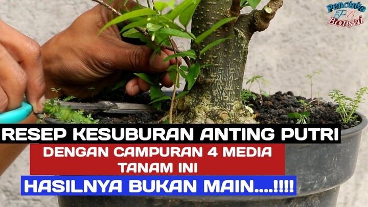 Akhirnya ketemu juga RAHASIA KESUBURAN ANTING PUTRI dengan 4 media tanam ini
