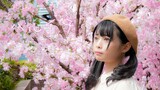 Foota Penta】 Garis Depan Musim Semi【 Bunga sakura mekar penuh! kan
