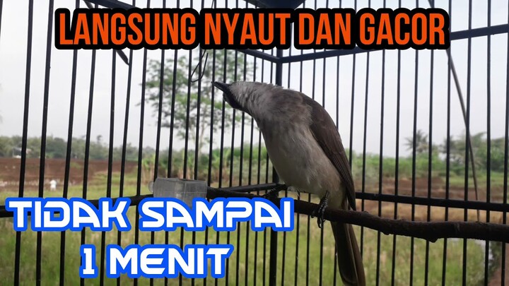 Tidak Sampai 1 Menit Trucukan Anda Menjadi Gacor Dengan Pancingan Trucukan Ini