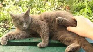 Gray cat on a bench