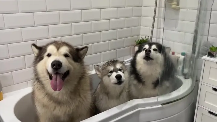 The Malamutes Family Hot on YouTube is Coming!