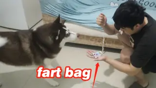 [Dogs] Husky's Reaction When Receiving A Fart Bomb Packet