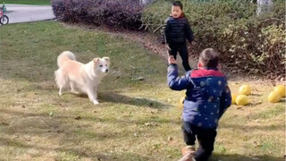 去年的视频，今年不敢了，现在绳不离手，只能在一些没人的地方才会让她自由玩耍#边牧陈贝拉