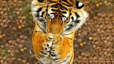 Binatang|Harimau Juga Imut