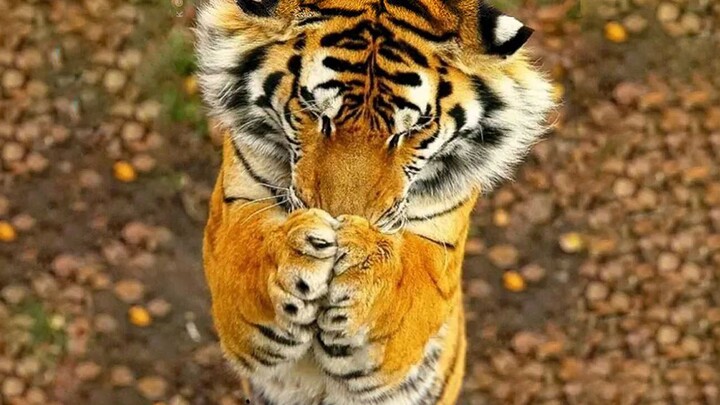Animals|Ferocious Tiger Also Cute