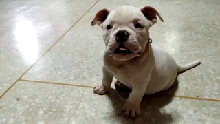 อเมริกันบูลลี่ กะทิ สั่งได้ดั่งใจ American Bully