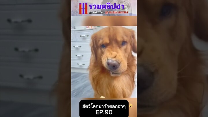 รวมคลิปตลกฮาๆ EP.200 #สัตว์เลี้ยง  #ตลก #shorts #tiktok #funny #สัตว์โลกน่ารัก #แกล้ง #สัตว์ตลก