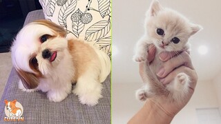 Heart Warming Cute Dog & Cat Compilation #4 | CuteVN