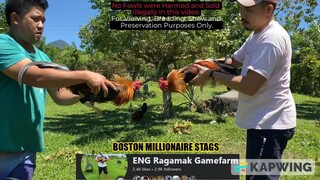 BOSTON MILLIONAIRE STAGS || ENG Ragamak GF