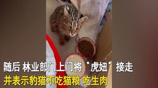 女生捡到受伤“猫咪”不吃猫粮只吃生肉，一查身份赶紧联系林业部