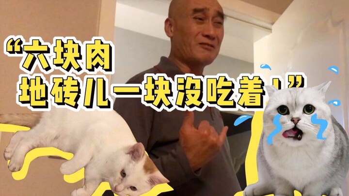 捡了只快冻死的小流浪猫，我爸跟家猫联手告状：“做了6块肉，我们一块儿没抢着！”