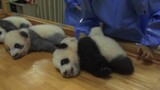 Gara-gara Ibu Panda, Bayi Panda Dimarahi Neneknya