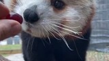 (Red Panda) The Nth day on which the energy recovery failed