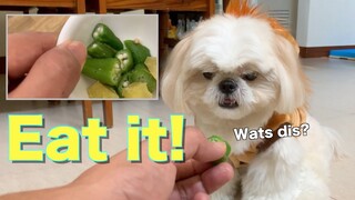 Furdad Trains Borgy How to Eat Okra | Cute & Funny Shih Tzu Dog Video