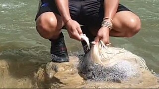 CAST NET FISHING IN NEPAL | ASALA FISHING | HIMALAYAN TROUT FISHING |