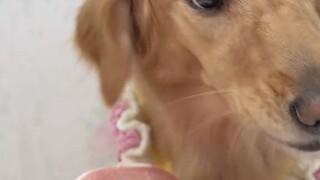 Dog Mukbang ASMR😍