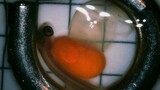 SIC Week 2: Hatching under microscope timelapse