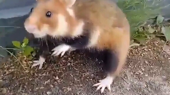 Ukrainian black-bellied hamster accidentally entered the military camp and bit people