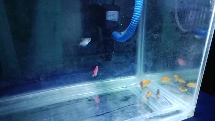 My Fish