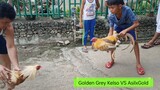 Golden Grey Kelso VS Asil Gold Hatch