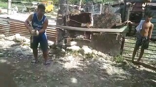 (Fun Run Serye) Super Gold Brother.mahusay din mas sinuwwerte lang kami.. By Ian Charlie