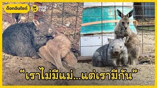 เมื่อ "วอมแบต" และ "จิงโจ้" กำพร้าต้องกลายมาเป็นเพื่อนกัน | Dog's Clip