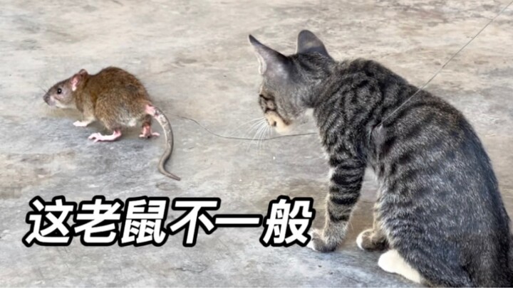 There is a big difference between cats and dogs when they see mice. I am really impressed by this ca