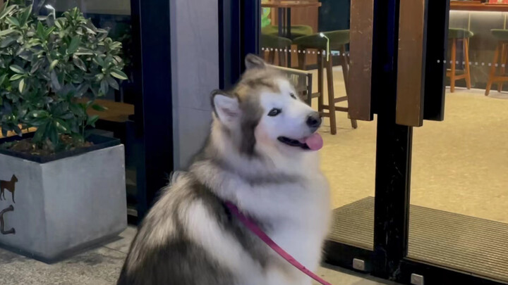 A dog bent on meeting black-apron girl after work