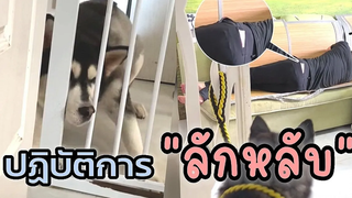 สุนัขแสนรู้ ปฏิบัติการลักหลับ กับเจ้าตูบ l Smile Animal Funny Dog Videos EP5