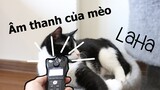 ASMR by cats