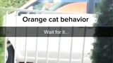 orange cats>>>