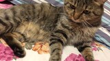 [Động vật] Đặt tay lên bụng mèo để ủ ấm và cái kết