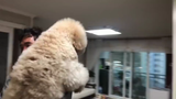 Peliharaan Lucu | Mukbang Anjing Toy Poodle
