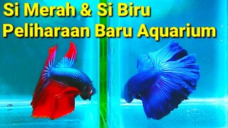 Ikan Cupang Besar Harga Murah