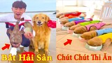 Thú Cưng TV | Dương KC Pets | Gia Đình Gâu Đần #20 | Chó Golden thông minh vui nhộn | funny cute dog