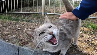 刚开始警惕的流浪猫，逐渐习惯了，最后抚摸着