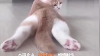 Kucing merah jambu Jepang menonton "Cat Movie" dan terhibur oleh semua jenis kucing kecil w
