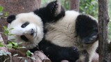 [Pandas] Video Of Fluffy Panda He Hua
