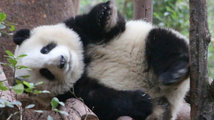 [Panda] Beri Aku Selusin Selimut Panda Imut Ini!