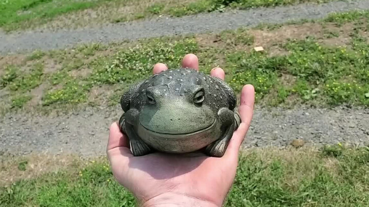 [Animals]The bullfrog's long-lost brothers are finally reunited