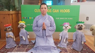 Phật Pháp nhiệm mầu, Bốn bé chó tuyệt vời đội hoa lễ Phật, mừng ngày Phật đản 2020