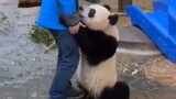 Panda Memang Konyol