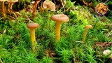 เห็ดเมืองหนาว #นอร์เวย์  Wild mushrooms