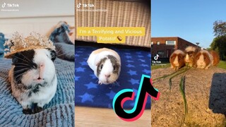 Cute Guinea Pigs - Guinea Pig Side of TikTok #5