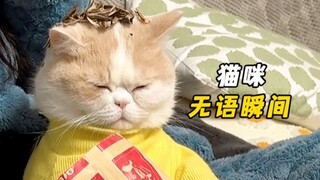 猫咪：这辈子都没有这么无语过！