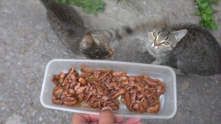 Breakfast in the morning for cute cats