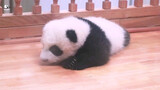 Panda kecil tidur dengan lelap, tontonan gratis untuk Anda!