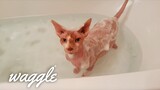 Hairless Cats | Cute Cat Compilation