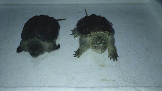 I will never play with snapping turtles. Terrible, bitten twice.