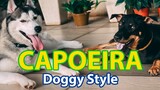 Capoeira The Brazilian Martial Art | Doggy Style
